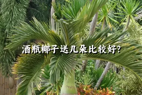 酒瓶椰子送几朵比较好？