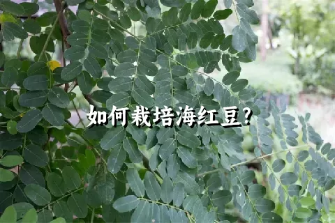 如何栽培海红豆?