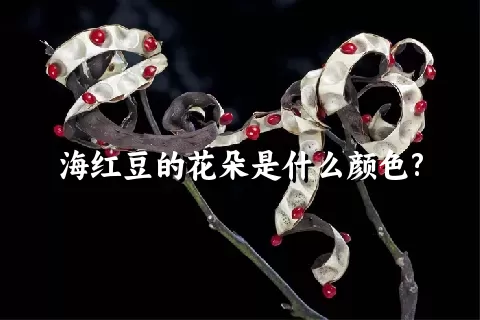 海红豆的花朵是什么颜色?