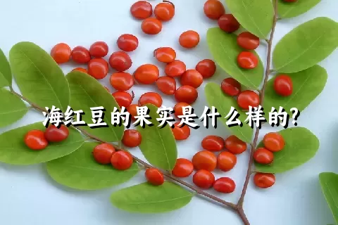 海红豆的果实是什么样的?