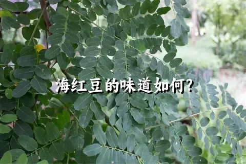 海红豆的味道如何?