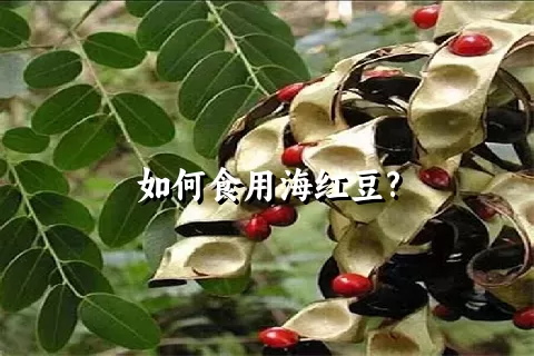 如何食用海红豆?