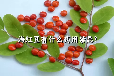 海红豆有什么药用禁忌?