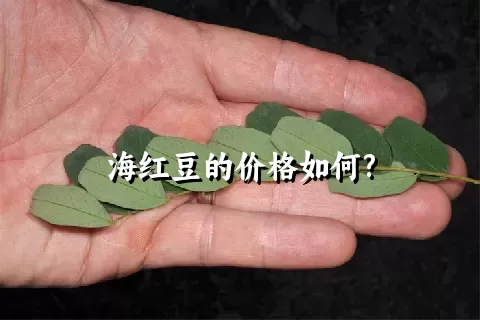 海红豆的价格如何?