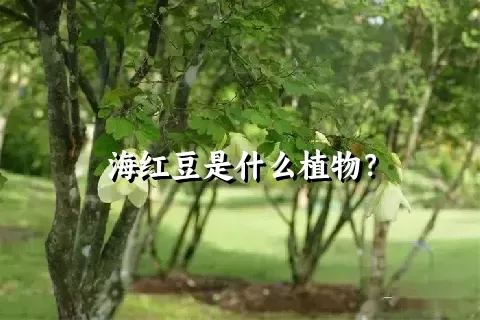 海红豆是什么植物？