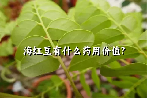 海红豆有什么药用价值?