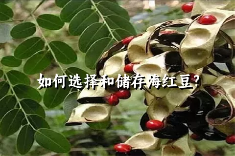 如何选择和储存海红豆?