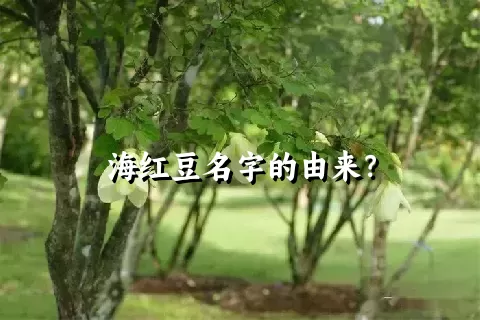 海红豆名字的由来？