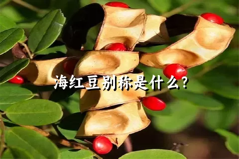 海红豆别称是什么？