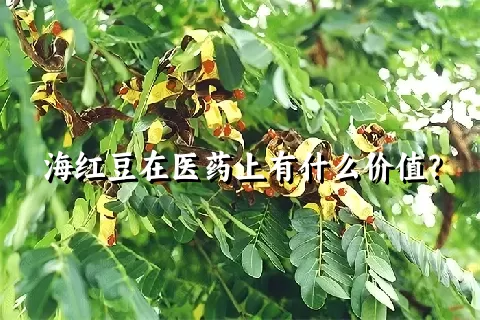 海红豆在医药上有什么价值？