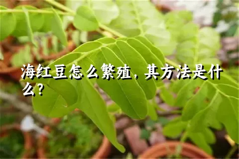 海红豆怎么繁殖，其方法是什么？