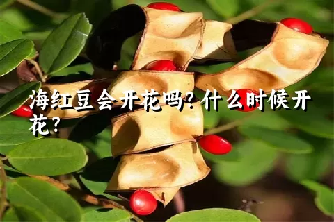 海红豆会开花吗？什么时候开花？