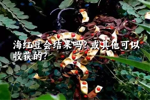 海红豆会结果吗？或其他可以收获的？