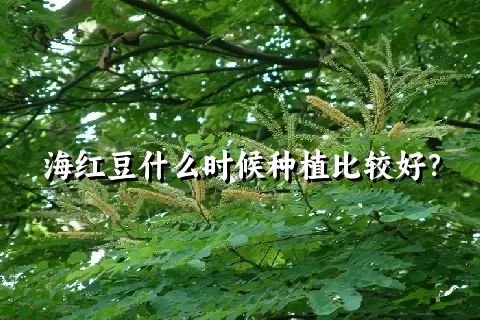 海红豆什么时候种植比较好？