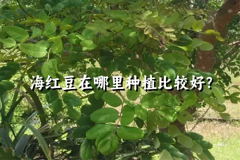 海红豆在哪里种植比较好？