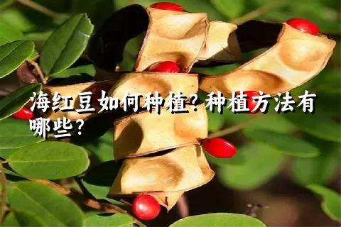 海红豆如何种植？种植方法有哪些？