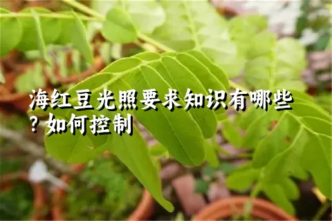 海红豆光照要求知识有哪些？如何控制