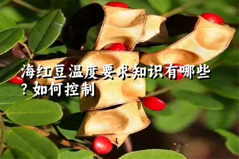 海红豆温度要求知识有哪些？如何控制