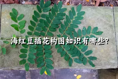 海红豆插花构图知识有哪些？