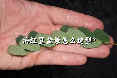 海红豆盆景怎么造型？