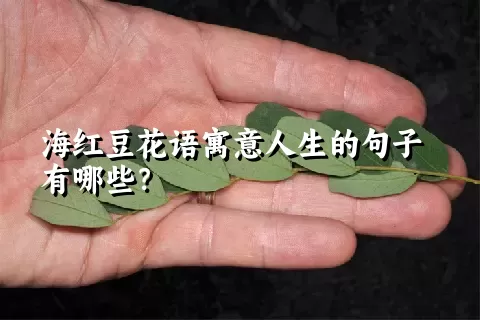 海红豆花语寓意人生的句子有哪些？