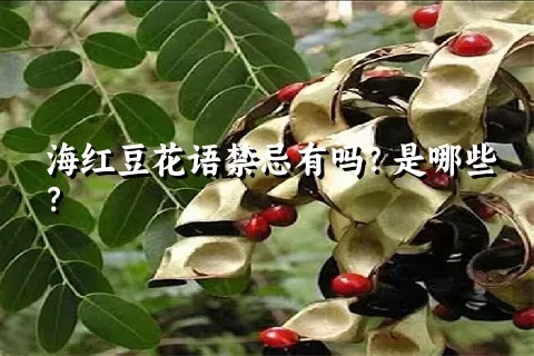 海红豆花语禁忌有吗？是哪些？