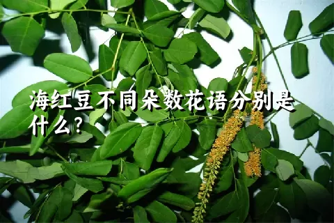 海红豆不同朵数花语分别是什么？