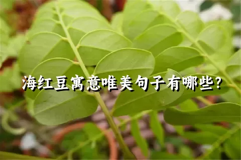 海红豆寓意唯美句子有哪些？