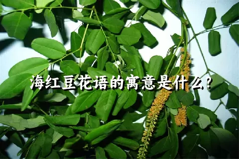 海红豆花语的寓意是什么？