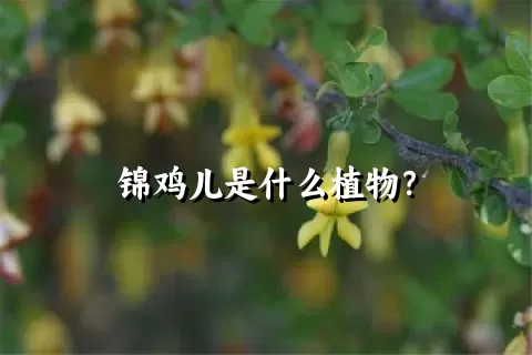 锦鸡儿是什么植物？