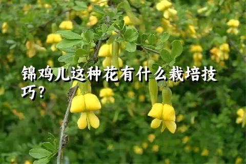 锦鸡儿这种花有什么栽培技巧？