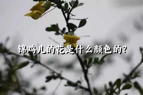 锦鸡儿的花是什么颜色的？