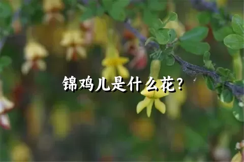 锦鸡儿是什么花？