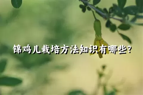 锦鸡儿栽培方法知识有哪些？