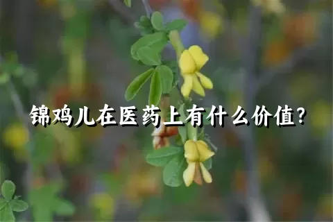 锦鸡儿在医药上有什么价值？