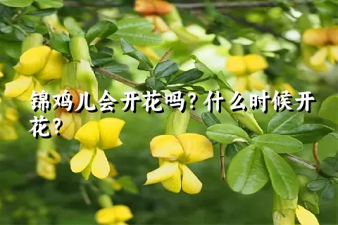 锦鸡儿会开花吗？什么时候开花？