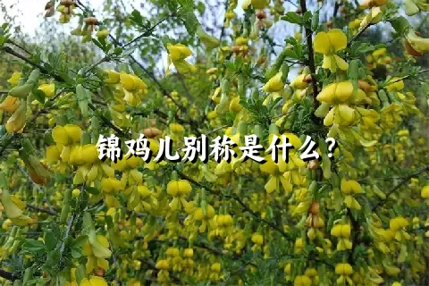 锦鸡儿别称是什么？