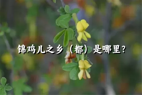 锦鸡儿之乡（都）是哪里？