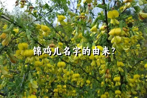 锦鸡儿名字的由来？