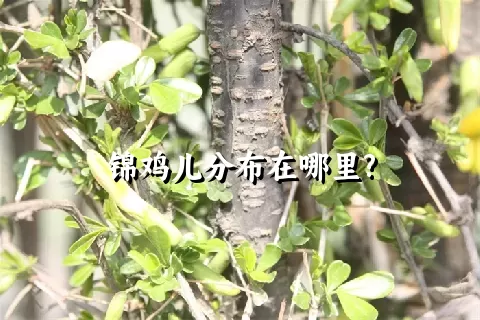 锦鸡儿分布在哪里?