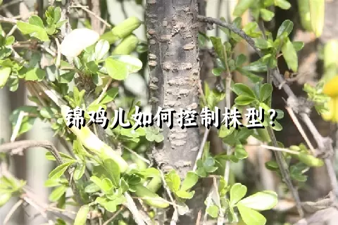 锦鸡儿如何控制株型？