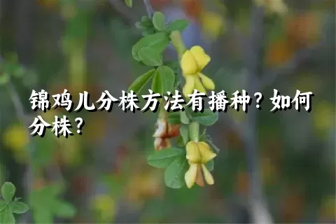 锦鸡儿分株方法有播种？如何分株？