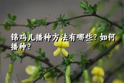 锦鸡儿播种方法有哪些？如何播种？