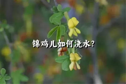 锦鸡儿如何浇水？