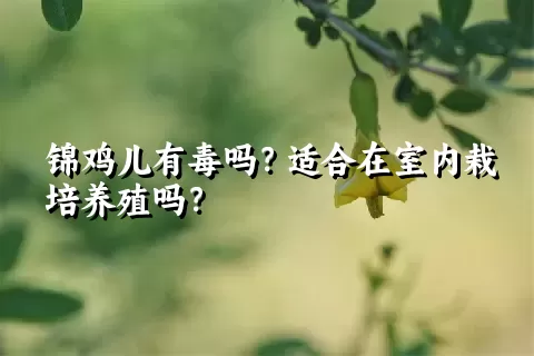 锦鸡儿有毒吗？适合在室内栽培养殖吗？