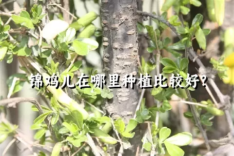 锦鸡儿在哪里种植比较好？