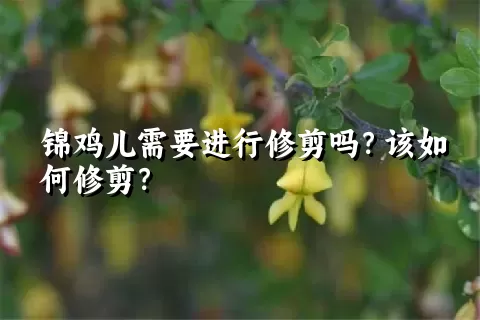 锦鸡儿需要进行修剪吗？该如何修剪？