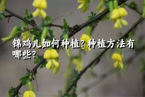 锦鸡儿如何种植？种植方法有哪些？