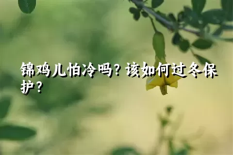 锦鸡儿怕冷吗？该如何过冬保护？