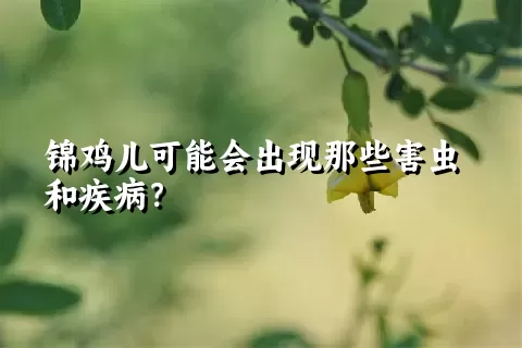 锦鸡儿可能会出现那些害虫和疾病？